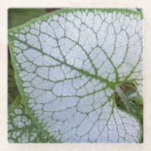 Brunnera Macrophylla Pflanze Leaf Floral