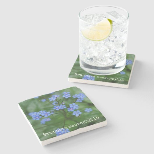 Brunnera macrophylla steinuntersetzer (Seitenansicht)