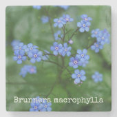 Brunnera macrophylla steinuntersetzer (Vorderseite)