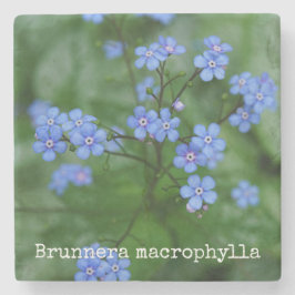 Brunnera macrophylla steinuntersetzer