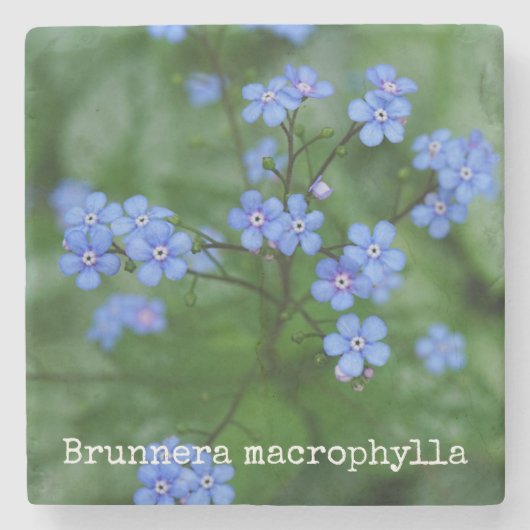 Brunnera macrophylla steinuntersetzer (Vorderseite)
