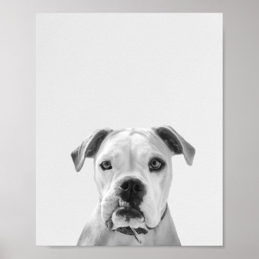 Bruno, der amerikanische Bulldog Poster (Vorne)