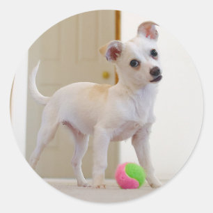 Bruno Runder Aufkleber