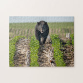 Bruno the Bear in Beans Puzzle (Horizontal)