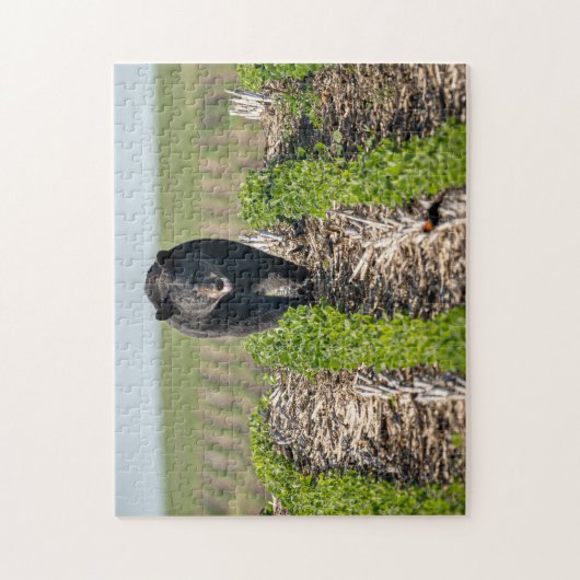 Bruno the Bear in Beans Puzzle (Vertikal)