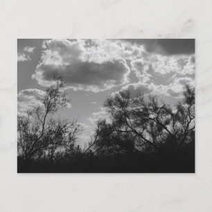 Brush Backlight Sonoran Desert B&W Foto Postkarten