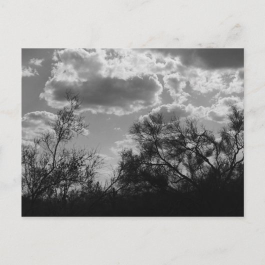 Brush Backlight Sonoran Desert B&W Foto Postkarten (Vorderseite)