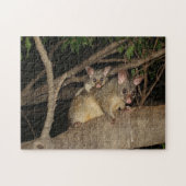 Brushtail Opossums Puzzle (Horizontal)