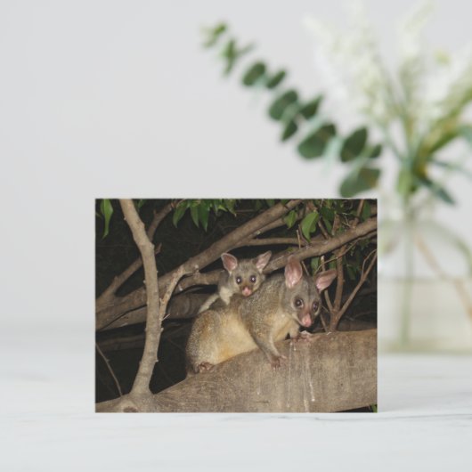 Brushtail Possum Postkarte (Stehend Vorderseite)