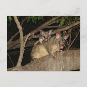 Brushtail Possum Postkarte