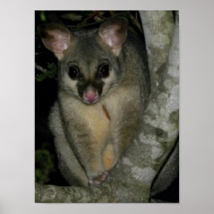 Brushtail Possum (Trichosurus vulpecula) Poster