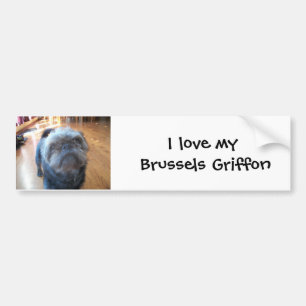 Brüssel Griffon Autoaufkleber