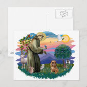 Brüssel Griffon (braun/rot) Postkarte (Vorne/Hinten)