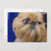 Brüssel Griffon Dog Postcard Postkarte (Vorne/Hinten)