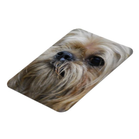 Brüssel Griffon Magnet (Linke Seite)