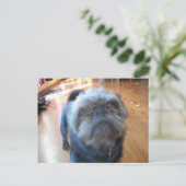 Brüssel Griffon Postkarte (Stehend Vorderseite)