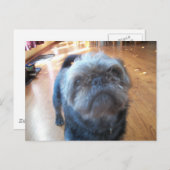 Brüssel Griffon Postkarte (Vorne/Hinten)