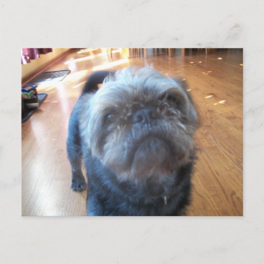 Brüssel Griffon Postkarte (Vorderseite)