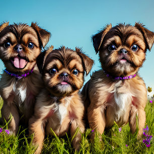 Brussel Griffon Puppies individuell anpassbar Strandtuch