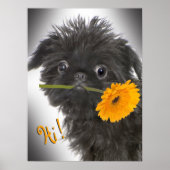 Brüssel Griffon schwarz mit Daisy Poster (Vorne)