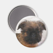 Brussels Griffon Magnet (Vorderseite/Rückseite)