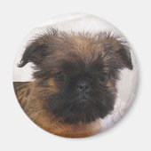 Brussels Griffon Magnet (Vorne)