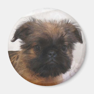 Brussels Griffon Magnet