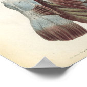 Brustmuskulatur- und Schultermuskeln Anatomie Druc Poster (Ecke)