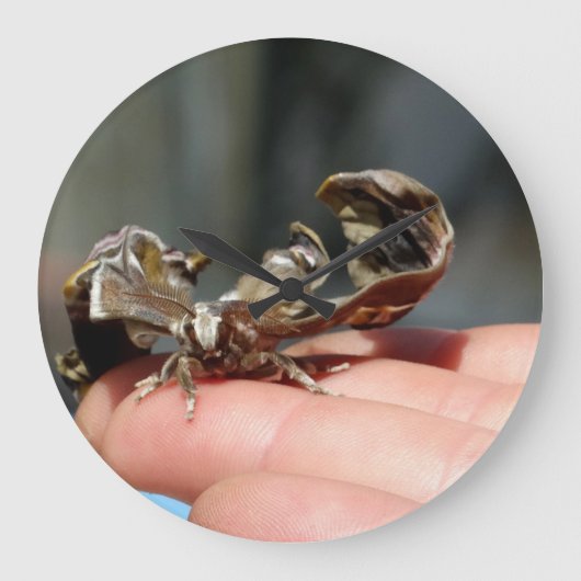 Brutal Insect Foto Baby Butterfly Round Clock Große Wanduhr (Vorderseite)