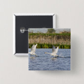 Brutpaar Tundra-Schwäne starten für Button (Vorne & Hinten)