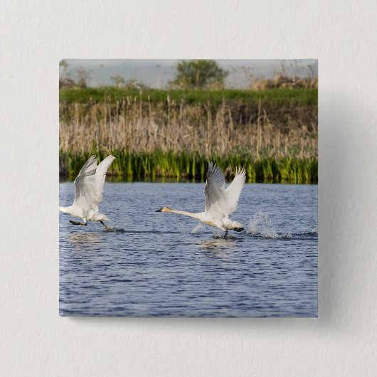 Brutpaar Tundra-Schwäne starten für Button (Vorderseite)