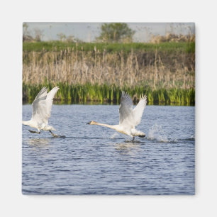 Brutpaar Tundra-Schwäne starten für Magnet