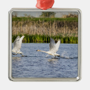Brutpaar Tundra-Schwäne starten für Ornament Aus Metall