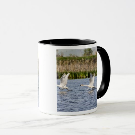 Brutpaar Tundra-Schwäne starten für Tasse (VorderseiteRechts)