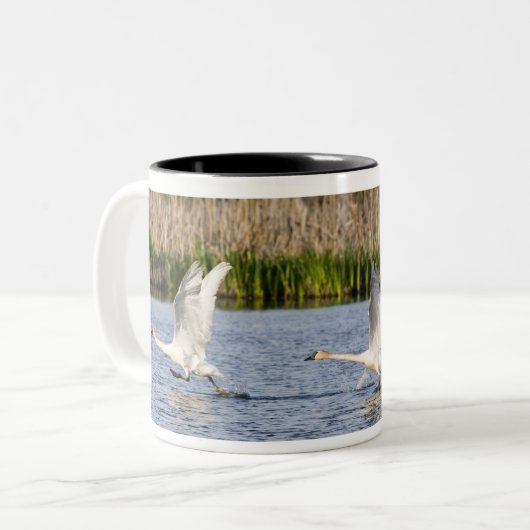 Brutpaar Tundra-Schwäne starten für Zweifarbige Tasse (Vorderseite Links)