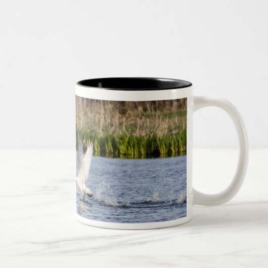 Brutpaar Tundra-Schwäne starten für Zweifarbige Tasse (Rechts)