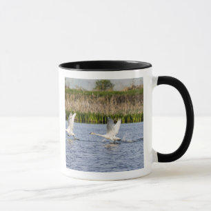 Brutpaar von Tundraschwänen startet zu Tasse