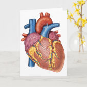 Brutto-Anatomie des menschlichen Herzens Karte (Gelbe Blume)