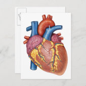 Brutto-Anatomie des menschlichen Herzens Postkarte (Vorne/Hinten)