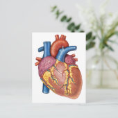 Brutto-Anatomie des menschlichen Herzens Postkarte (Stehend Vorderseite)