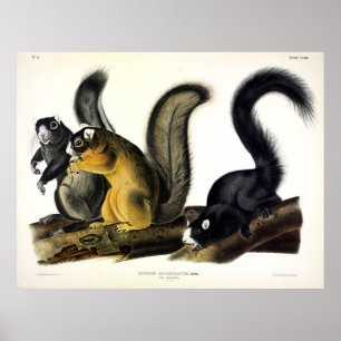 Bryant's Fox-Eichhörnchen von John James von Audub Poster