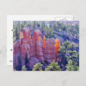 Bryce Canyon Glows Postkarte (Vorne/Hinten)