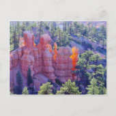 Bryce Canyon Glows Postkarte (Vorderseite)