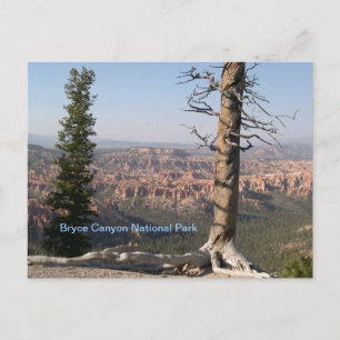 Bryce Canyon Postkarte