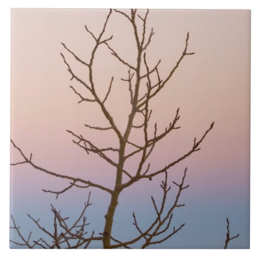 Bryce Canyon, Utah. Bare Baum vor Sonnenuntergang Fliese (Vorderseite)