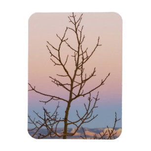 Bryce Canyon, Utah. Bare Baum vor Sonnenuntergang Magnet