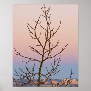 Bryce Canyon, Utah. Bare Baum vor Sonnenuntergang Poster