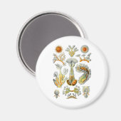 Bryozoa Magnet (Vorderseite/Rückseite)