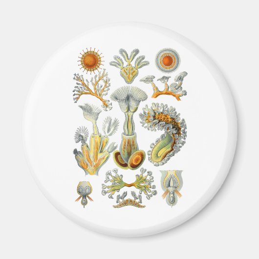 Bryozoa Magnet (Vorne)