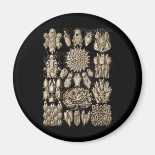 Bryozoa Magnet